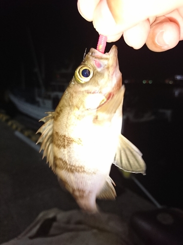 メバルの釣果