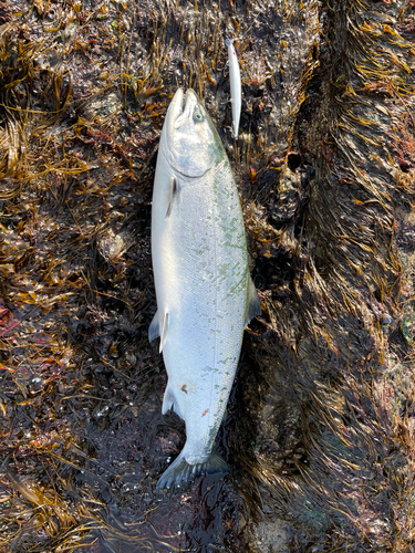 サクラマスの釣果