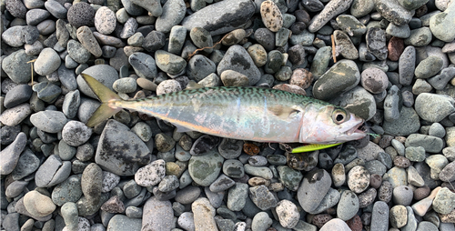 サバの釣果