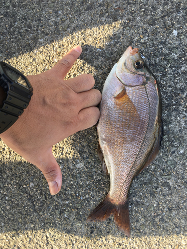 ウミタナゴの釣果