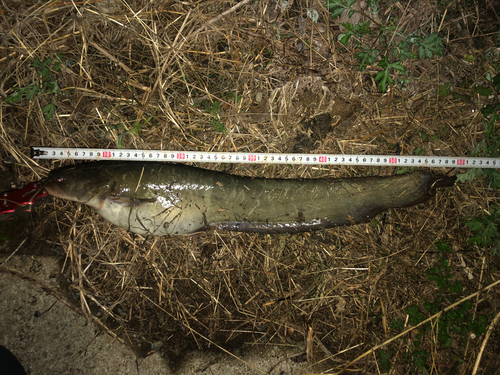 ナマズの釣果