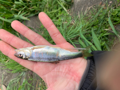 オイカワの釣果