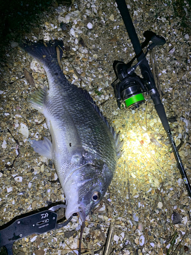 チヌの釣果