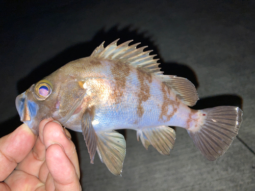 メバルの釣果