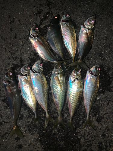 アジの釣果