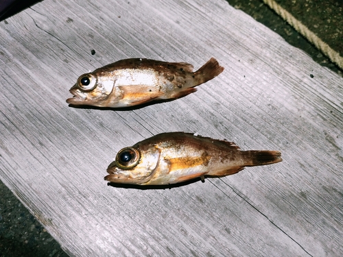 アカメバルの釣果