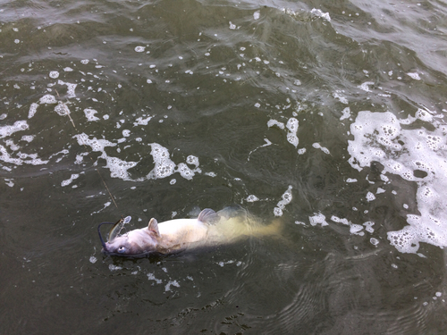 アメリカナマズの釣果