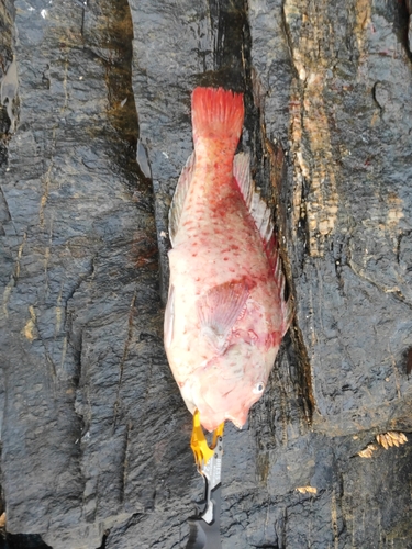 ブダイの釣果