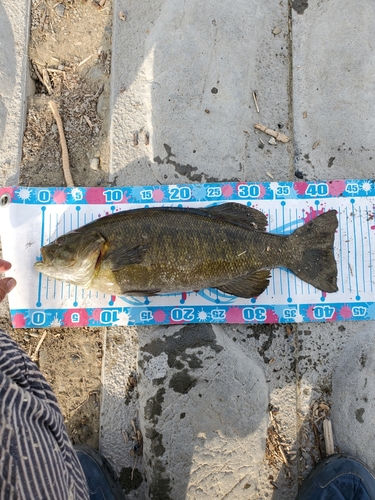 スモールマウスバスの釣果