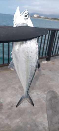 イケカツオの釣果