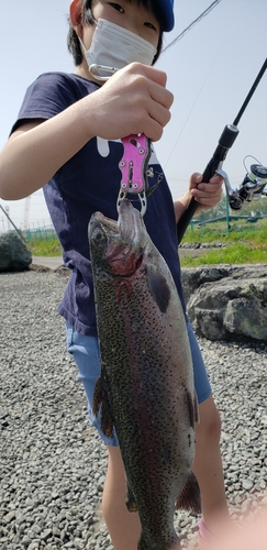 ニジマスの釣果