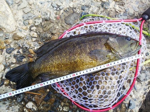 スモールマウスバスの釣果