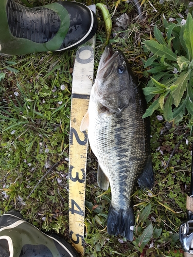 ブラックバスの釣果