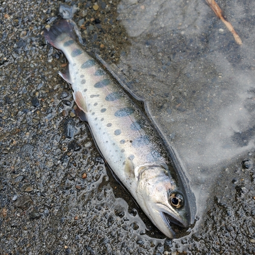 ヤマメの釣果