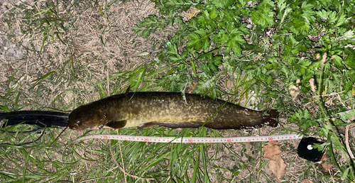 ナマズの釣果