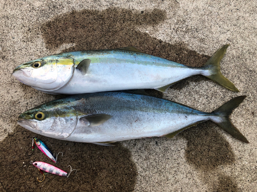 ハマチの釣果