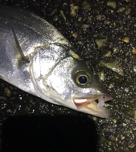 セイゴ（ヒラスズキ）の釣果