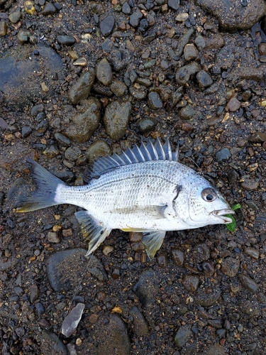 キビレの釣果