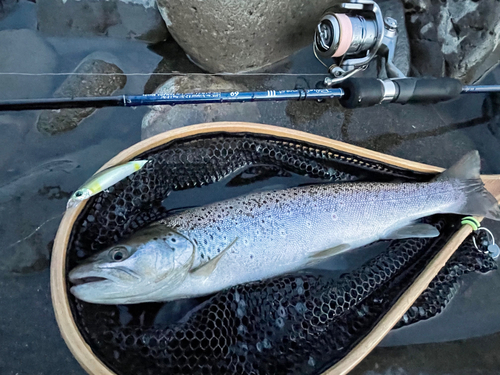 ブラウントラウトの釣果