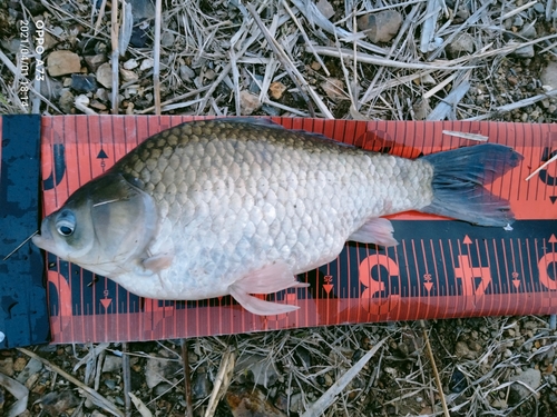 ヘラブナの釣果