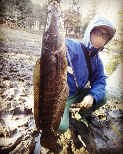 ライギョの釣果