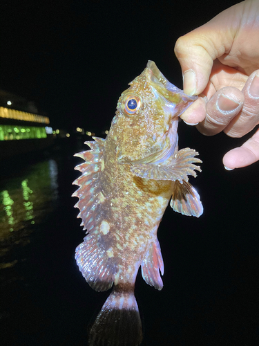 ガシラの釣果