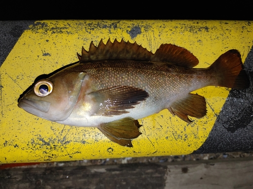 エゾメバルの釣果