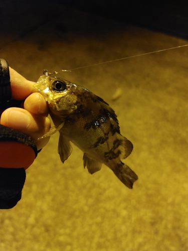 クロメバルの釣果