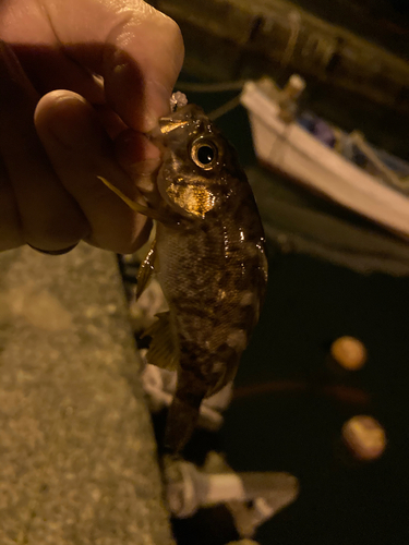 アカメバルの釣果