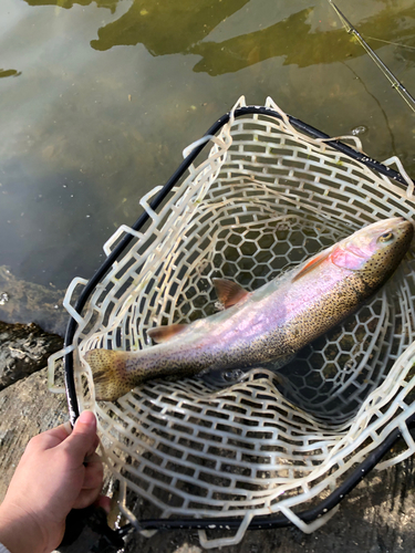 ニジマスの釣果