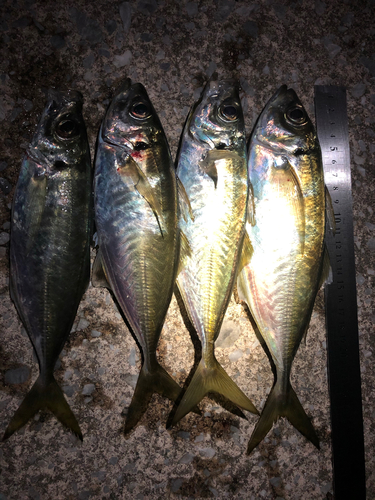 アジの釣果