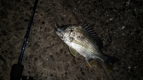 キビレの釣果