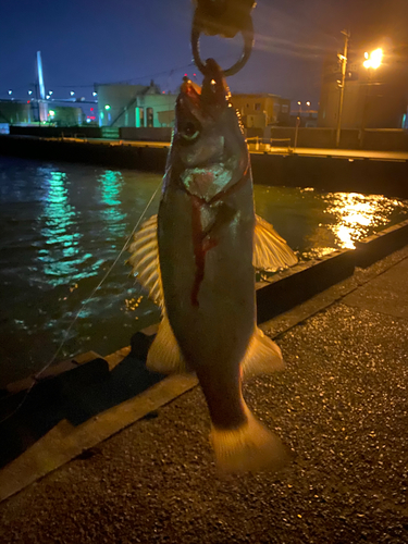 セイゴ（マルスズキ）の釣果