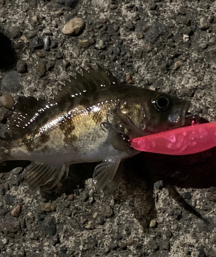 シロメバルの釣果