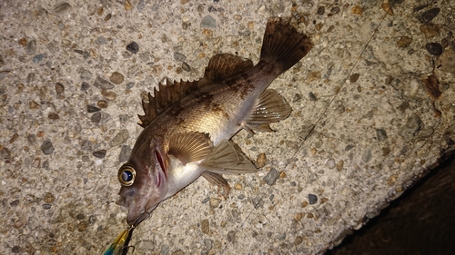 シロメバルの釣果