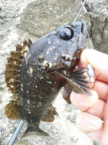 ムラソイの釣果