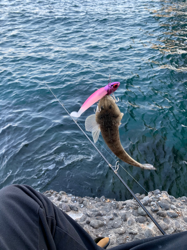 マゴチの釣果