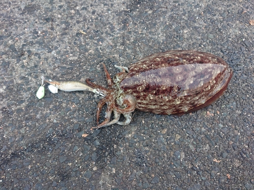 コウイカの釣果