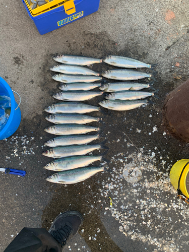 ニシンの釣果