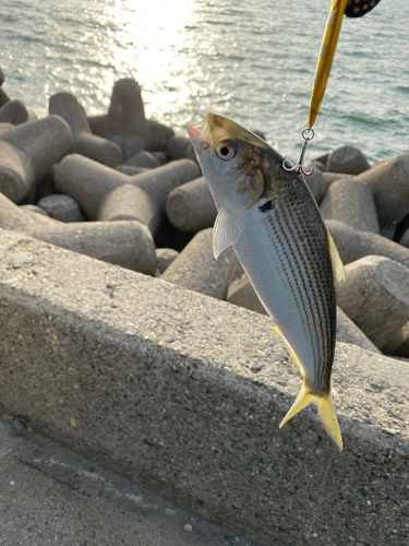 コノシロの釣果