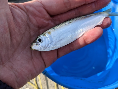 サッパの釣果