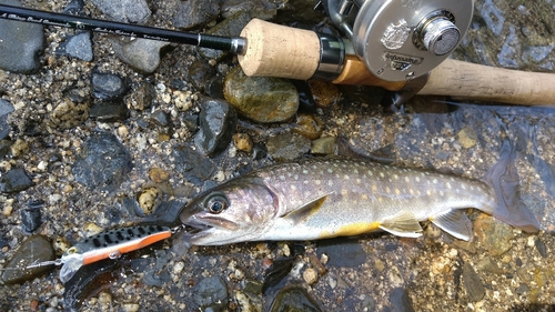 イワナの釣果