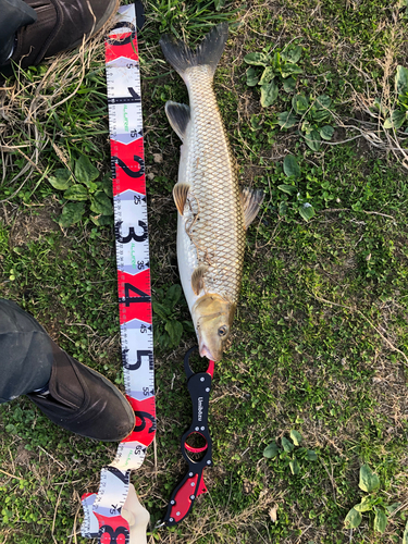 ニゴイの釣果