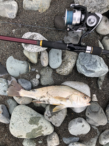 イシモチの釣果