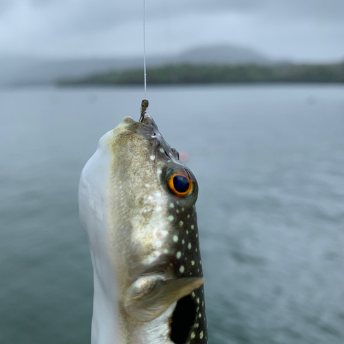 クサフグの釣果