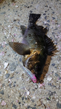 メバルの釣果