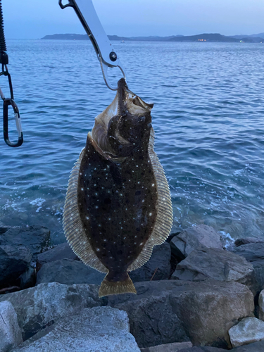 ヒラメの釣果