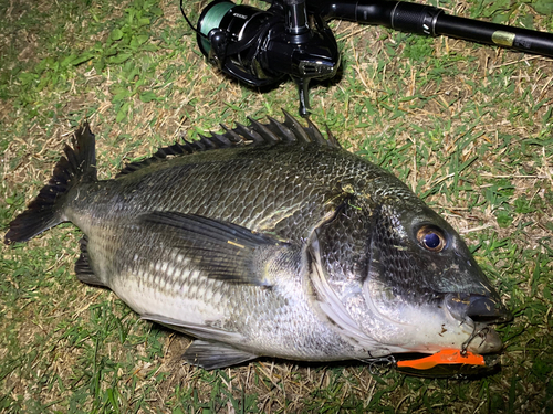 チヌの釣果