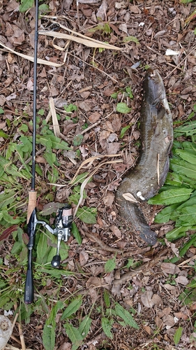 マナマズの釣果