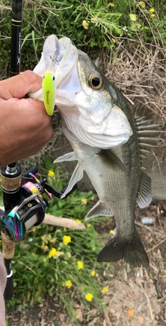 スズキの釣果